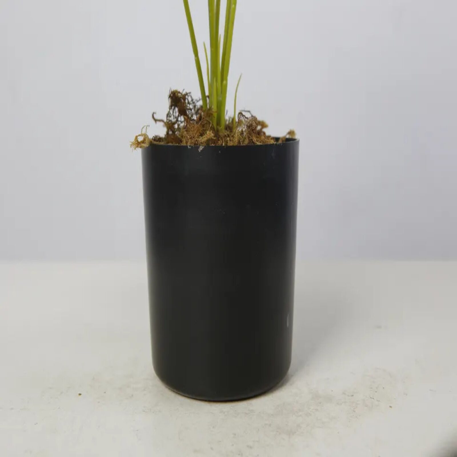 Artificial Plants Bonsai Monstera Plants