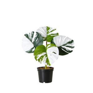 artificial potted monstera deliciosa tree