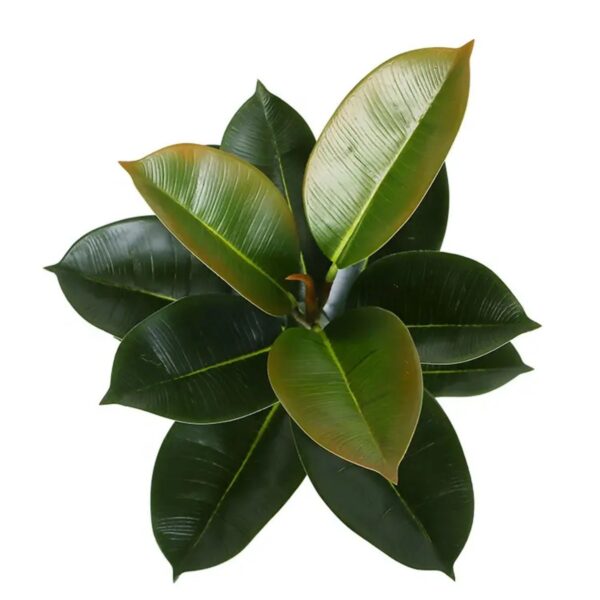 Rubber Plant Artificial Tree for Living Room