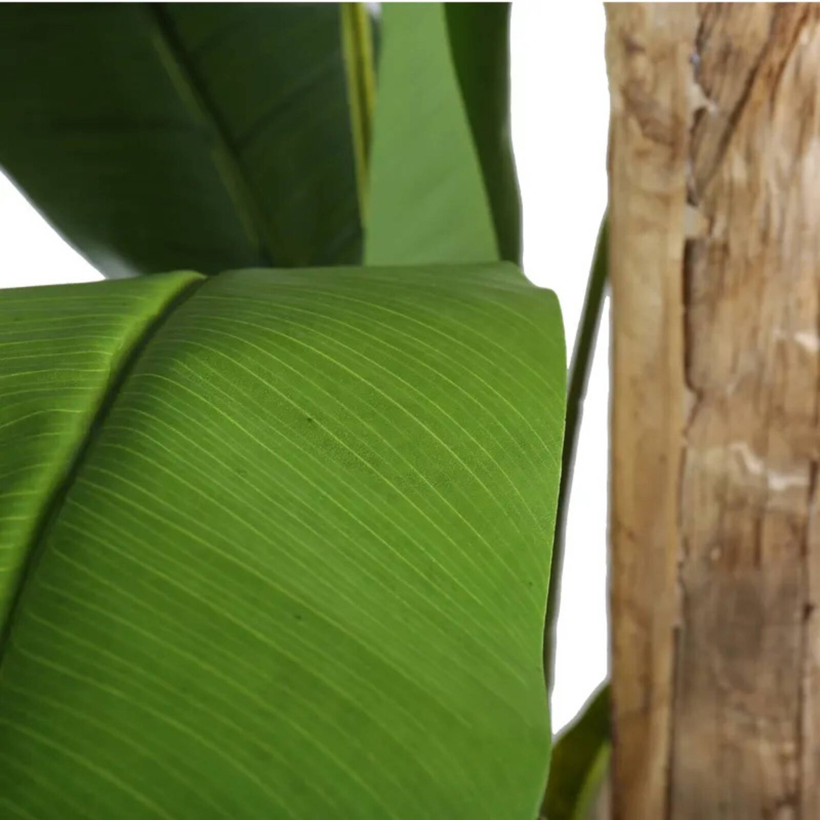 Artificial Banana Tree Potted