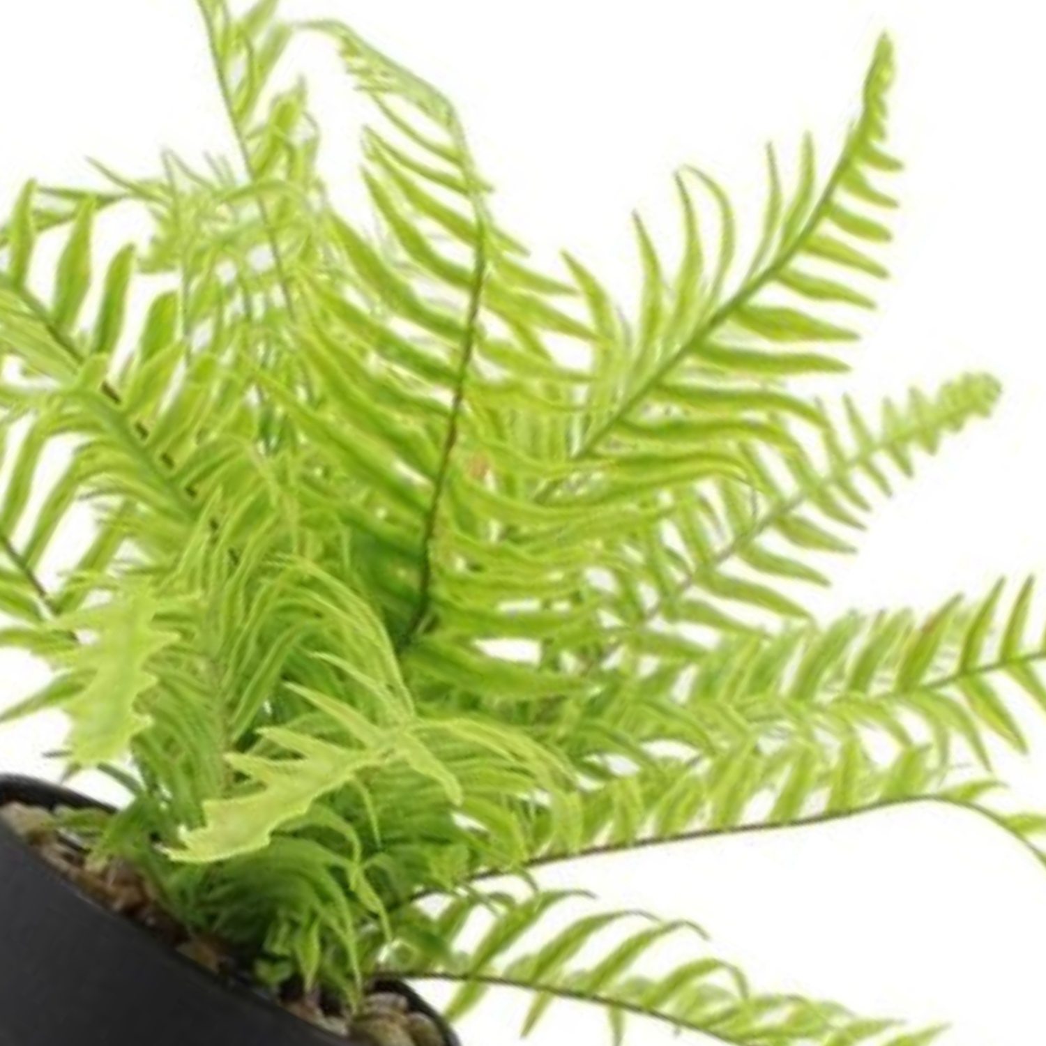 artificial fern plants