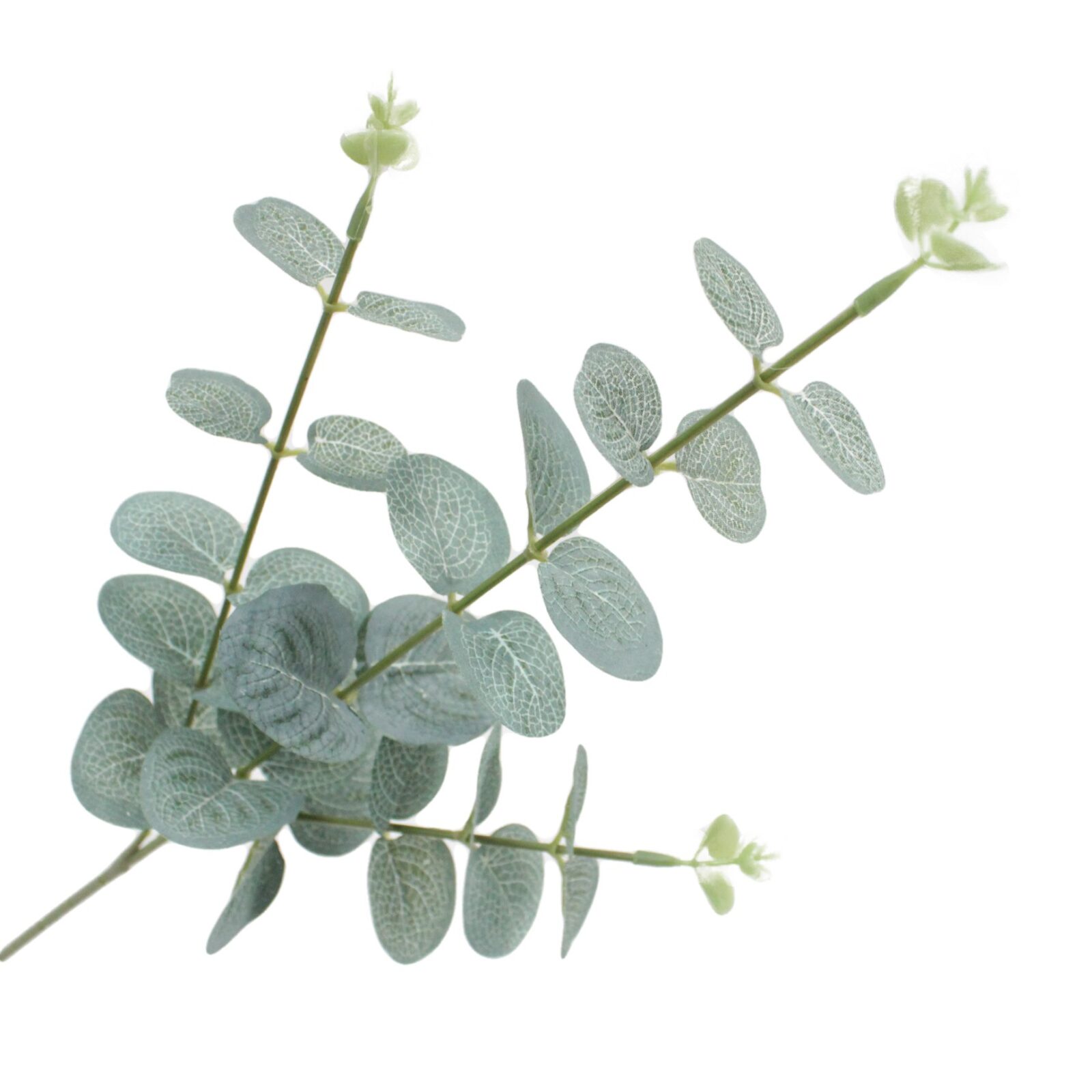 Green Eucalyptus Branch - Image 7