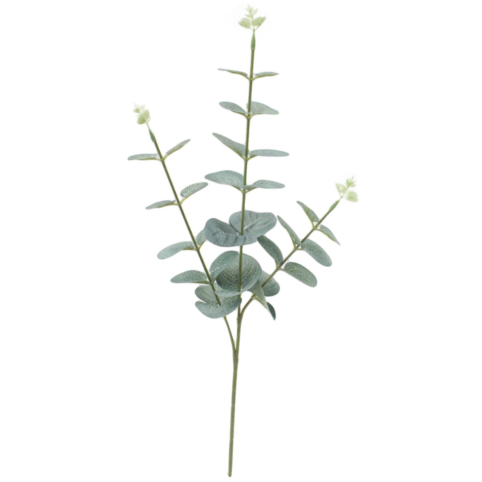 Green Eucalyptus Branch