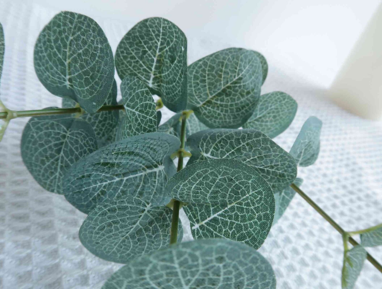 Green Eucalyptus Branch - Image 4