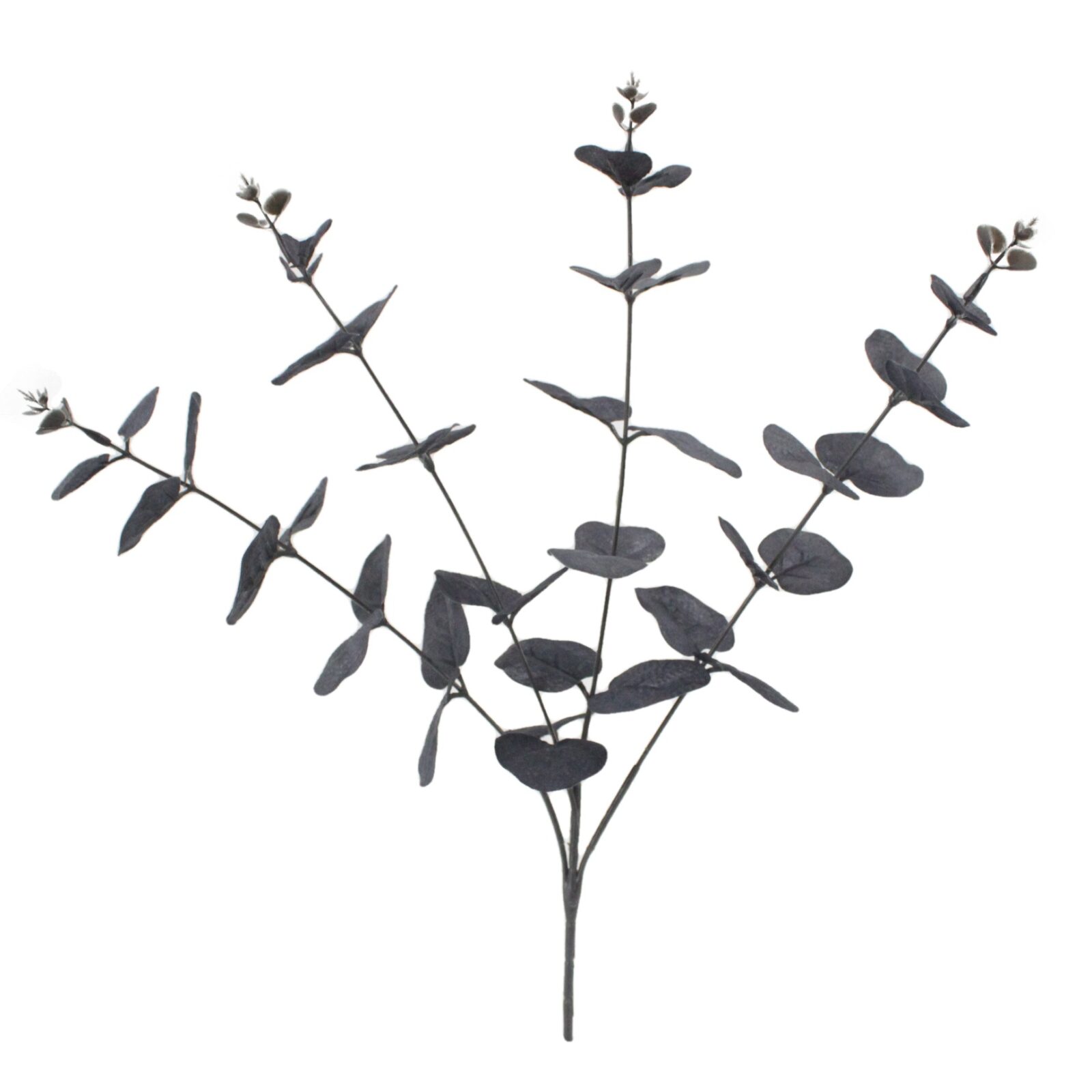 Black Eucalyptus Branch
