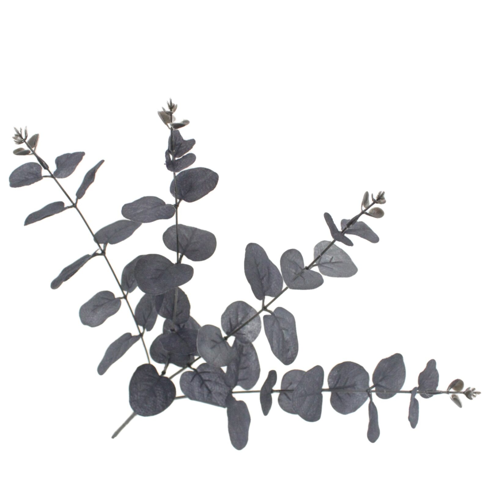 Black Eucalyptus Branch - Image 7