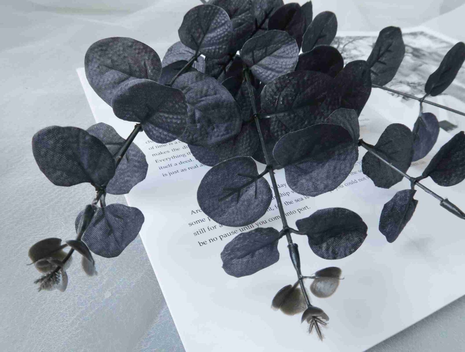 Black Eucalyptus Branch - Image 4