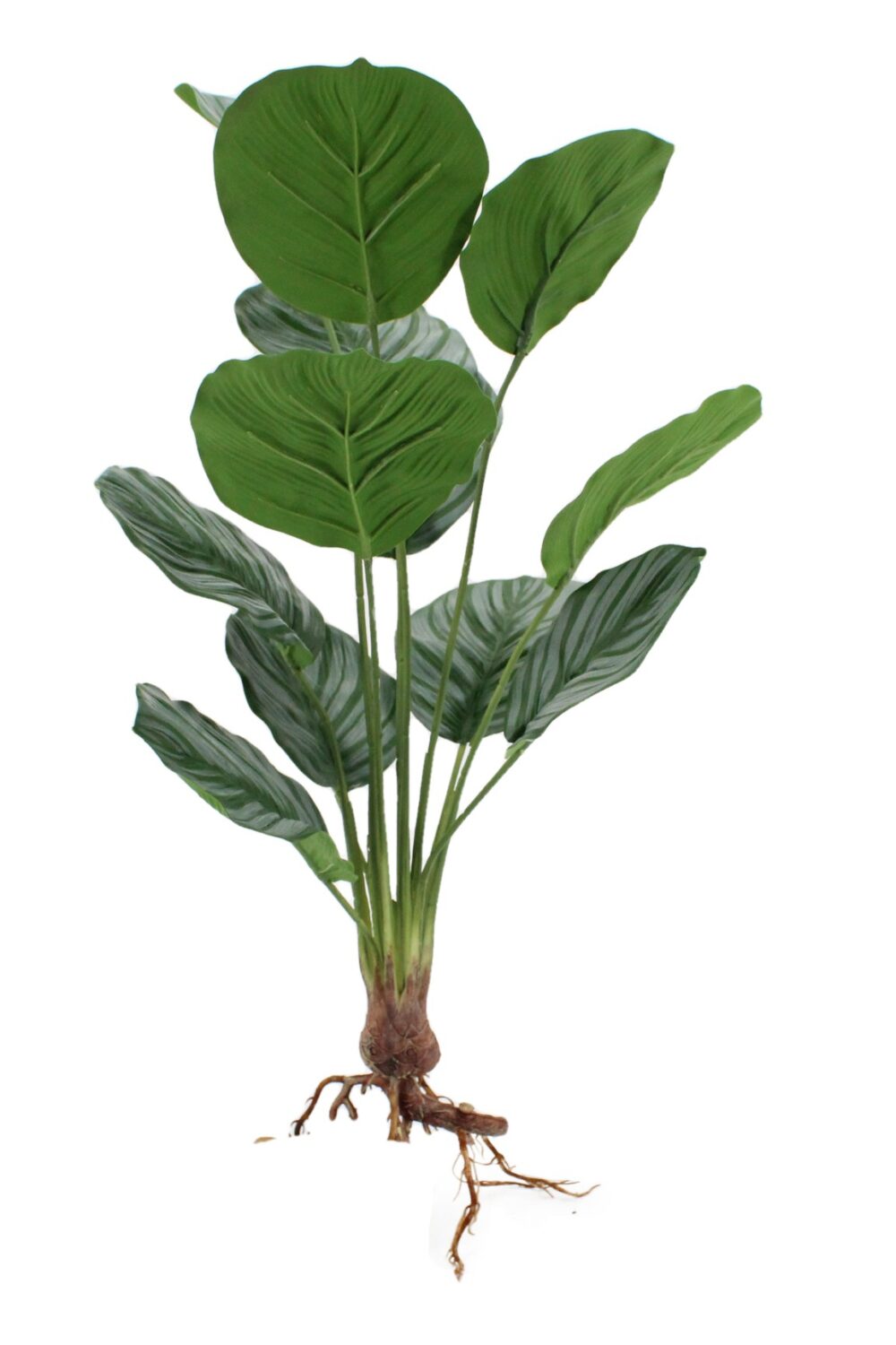 Faux Calathea Bush Tropical Faux Plants