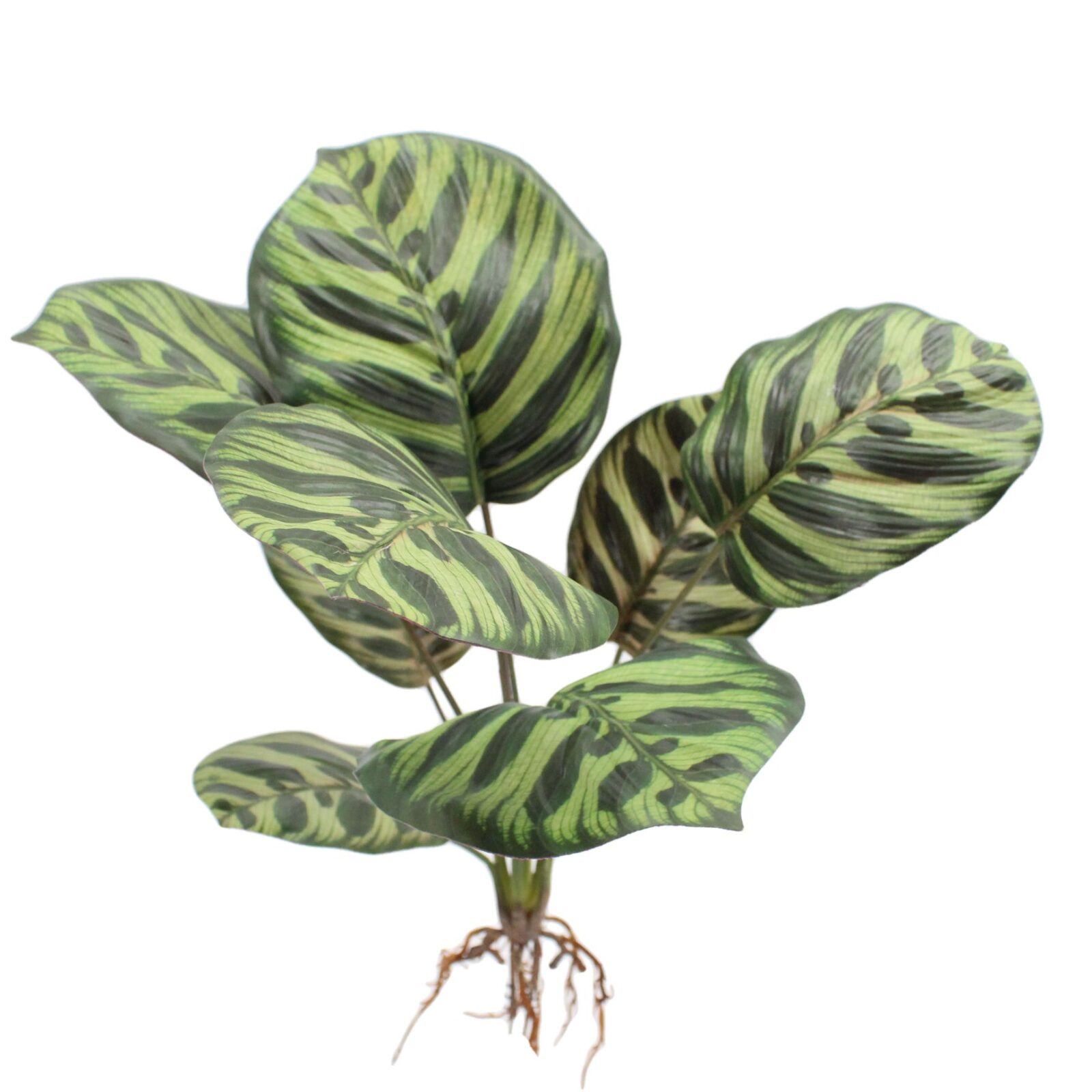 18.9" Artificial Calathea Plant Bush with Root - Image 6