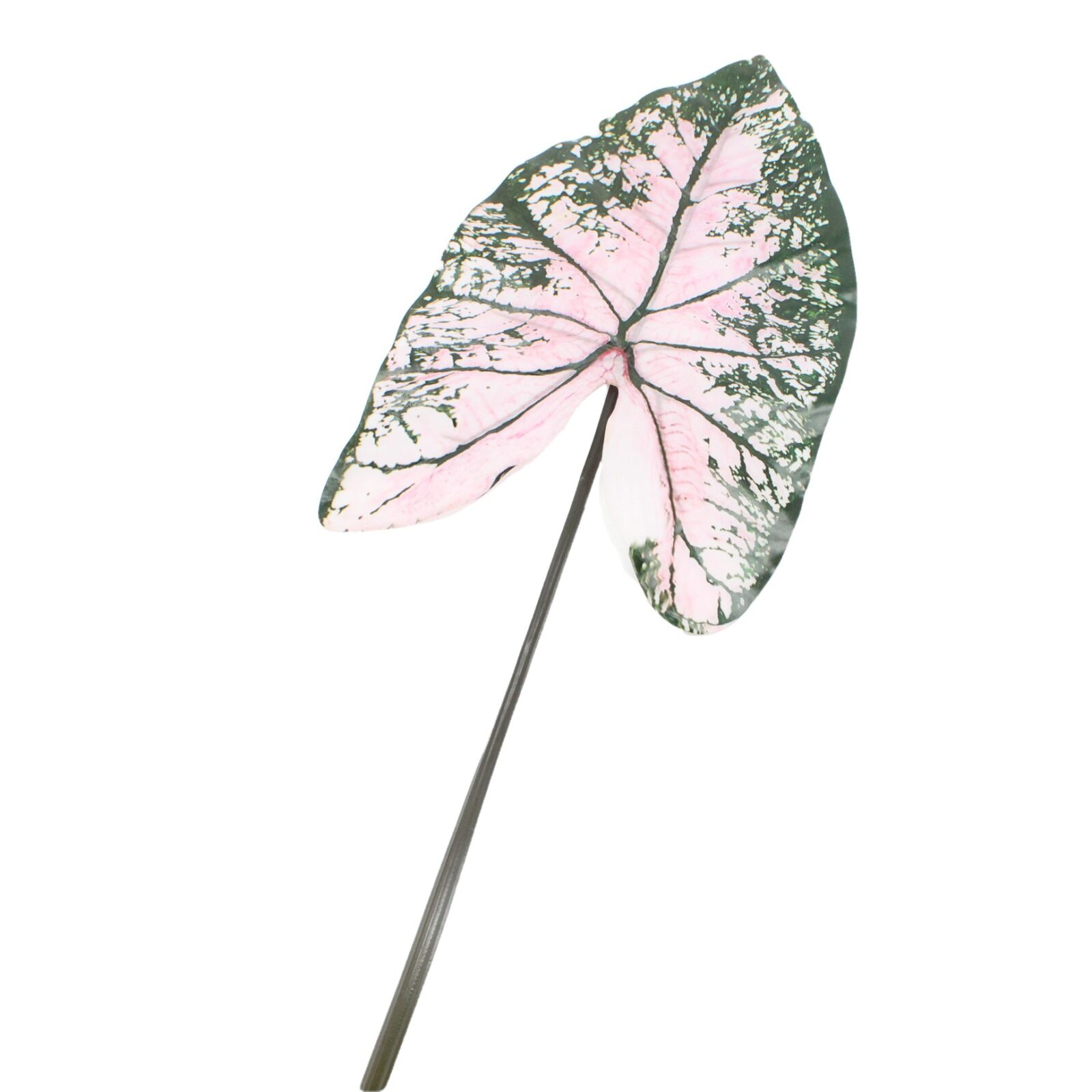 Artificial Variegated Caladium Bicolor Leaf - Image 2