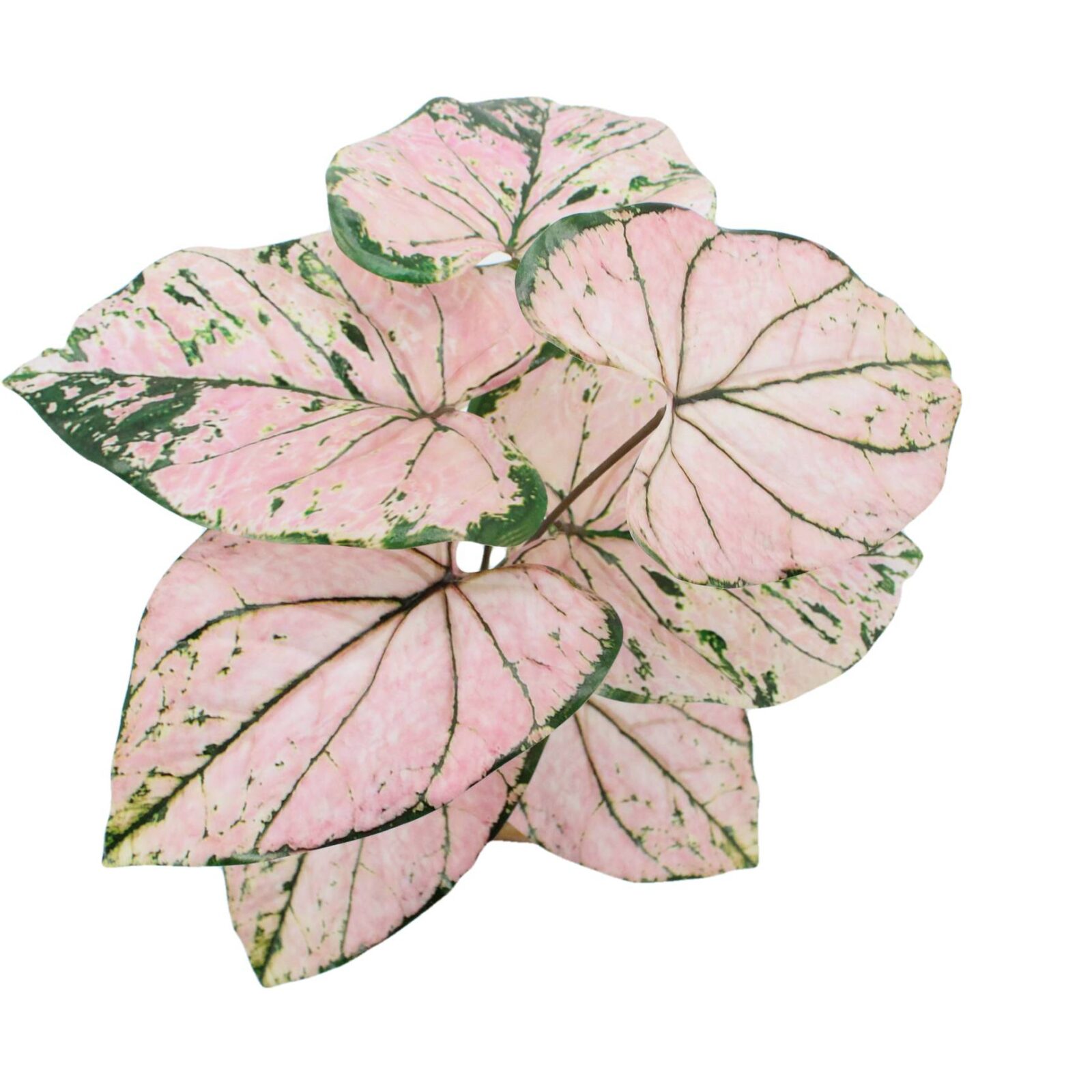 Tropical Caladium Artificial Plant Indoor