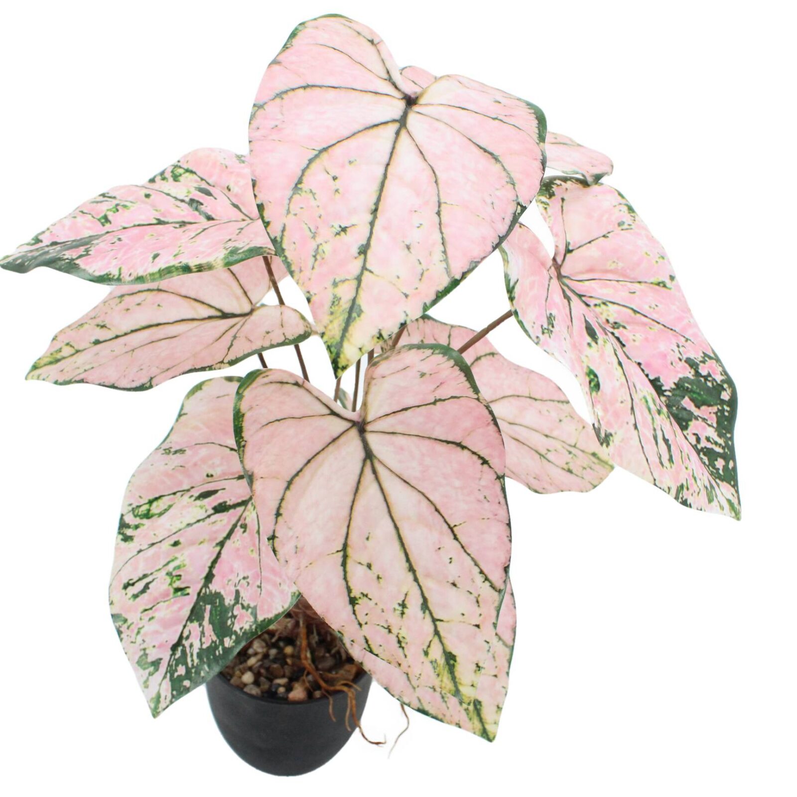 Small Artificial Caladium Plant - Image 4