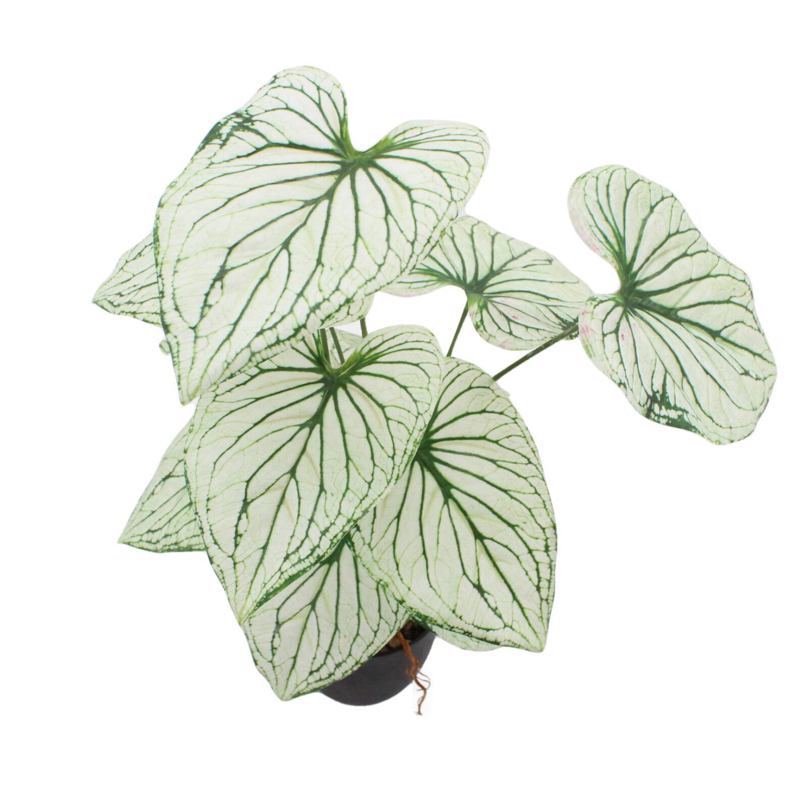 Small Artificial Caladium Plant - Image 7
