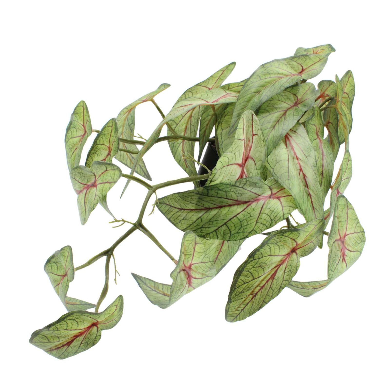 Wandbehang-Begonienpflanze im Topf - Bild 5
