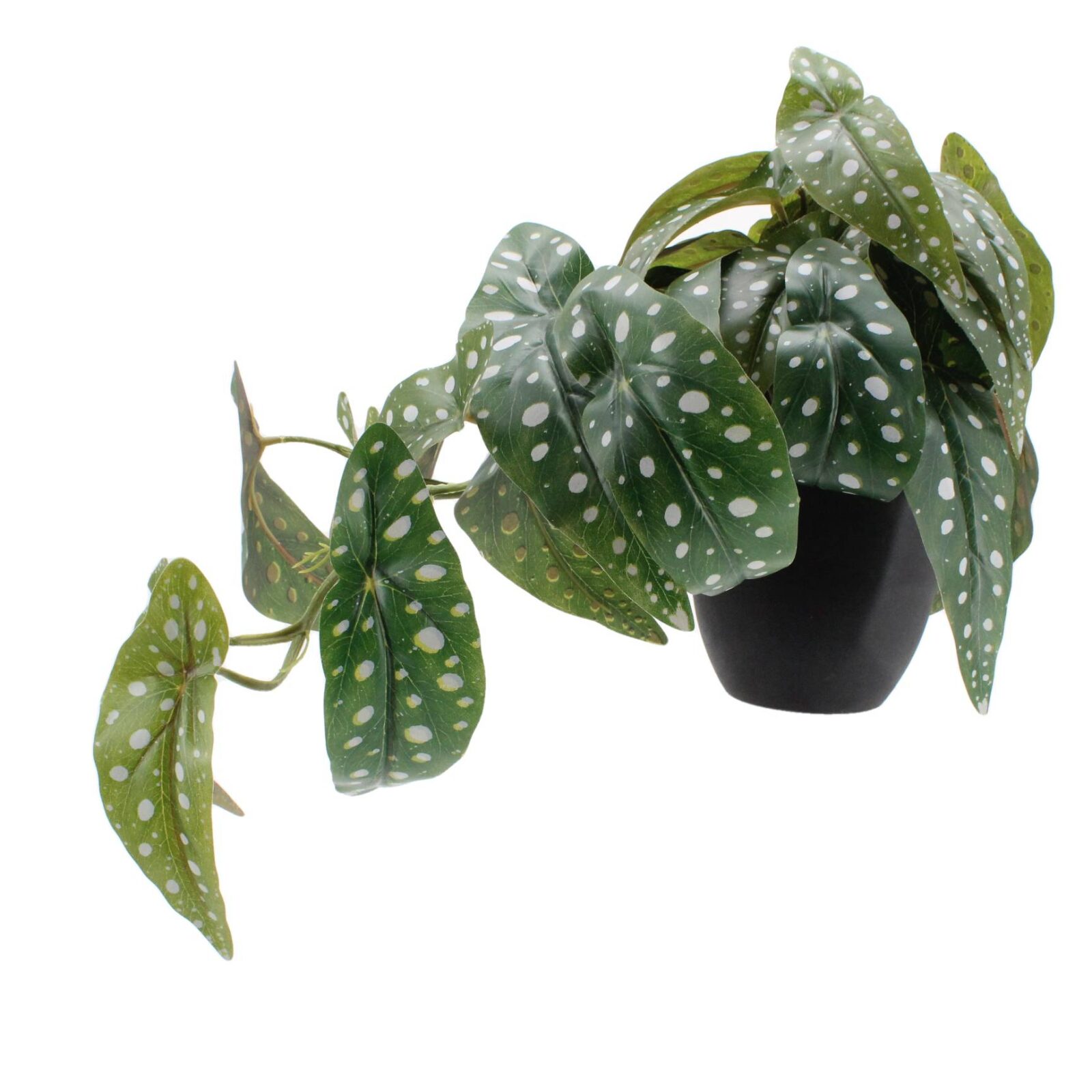 Wandbehang, Topfpflanze Begonie