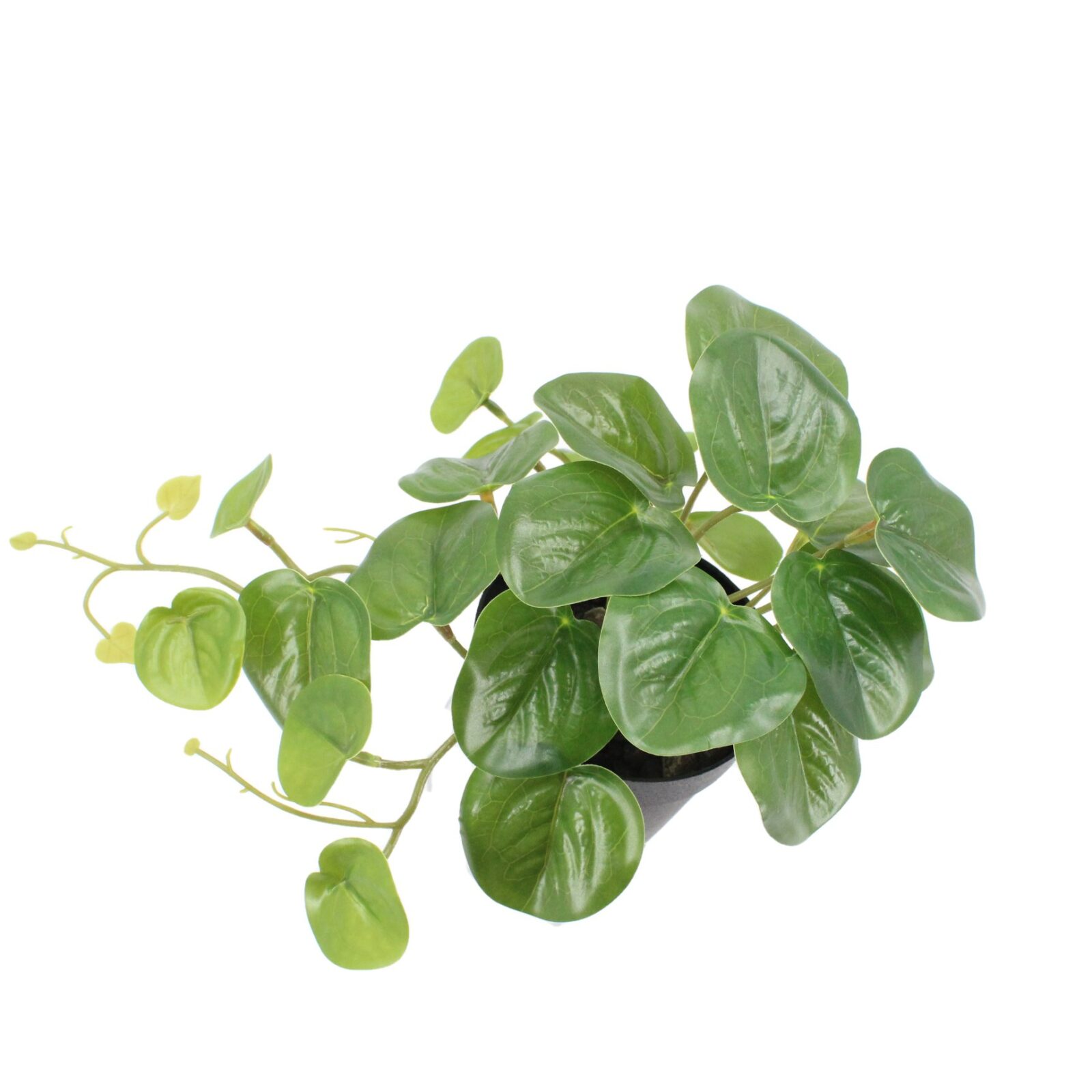 Potted Artificial Plant Pilea Peperomioides - Image 2