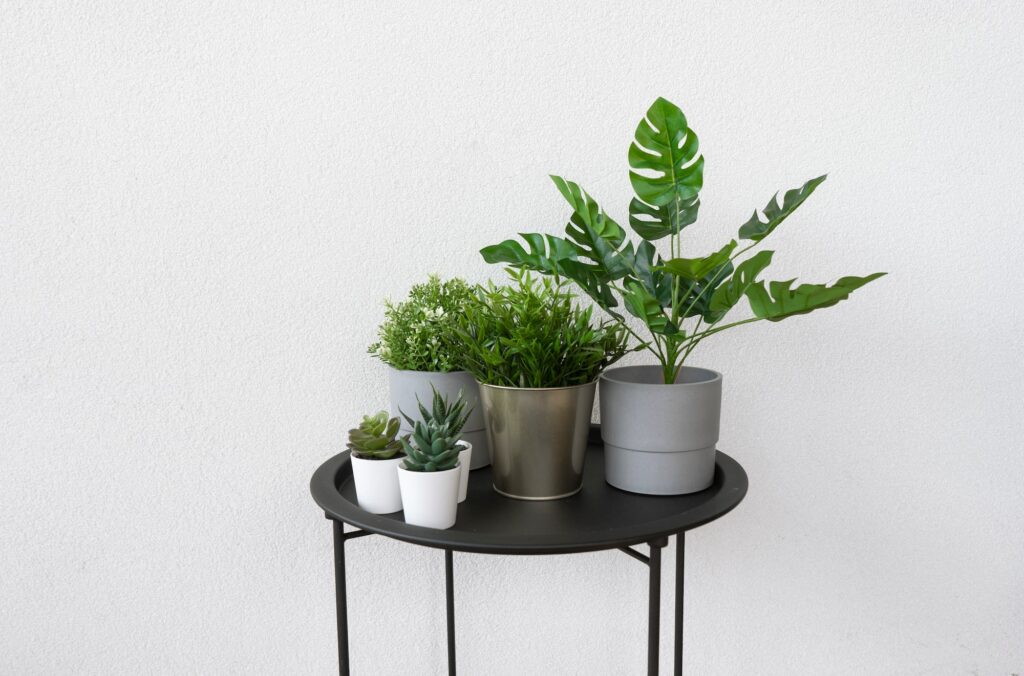 Green potted artificial flowers, monstera, succulents stand on a black table decorating home