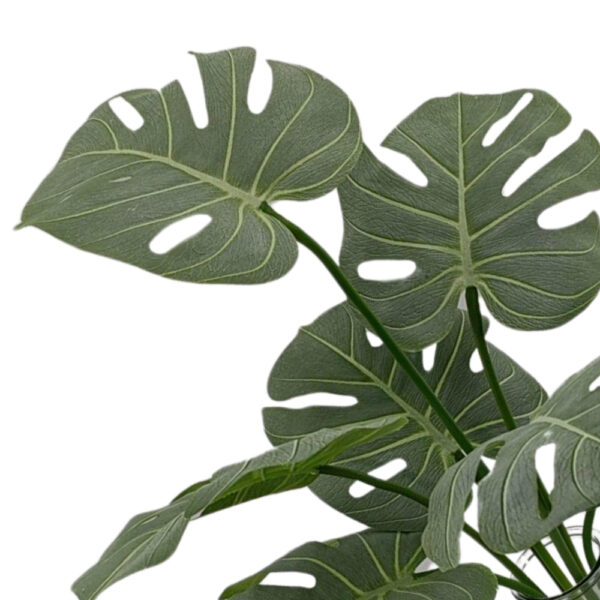 Artificial Monstera Plant in Faux Water