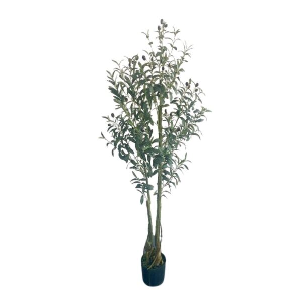 Olive Tree Faux