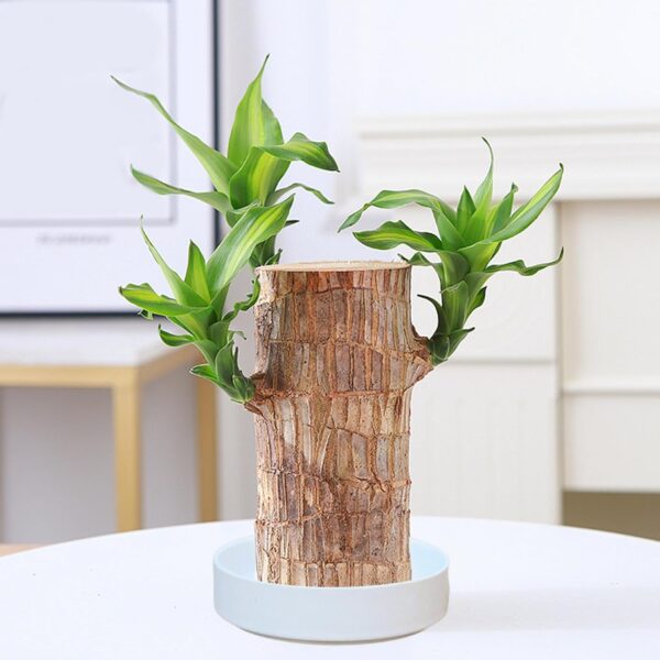 Brazilian Lucky Wood Brazil Wood Brazillian Wood Mini Brazil Lucky Wood Plant for Indoor Desktop Decor Artificial Brazilwood