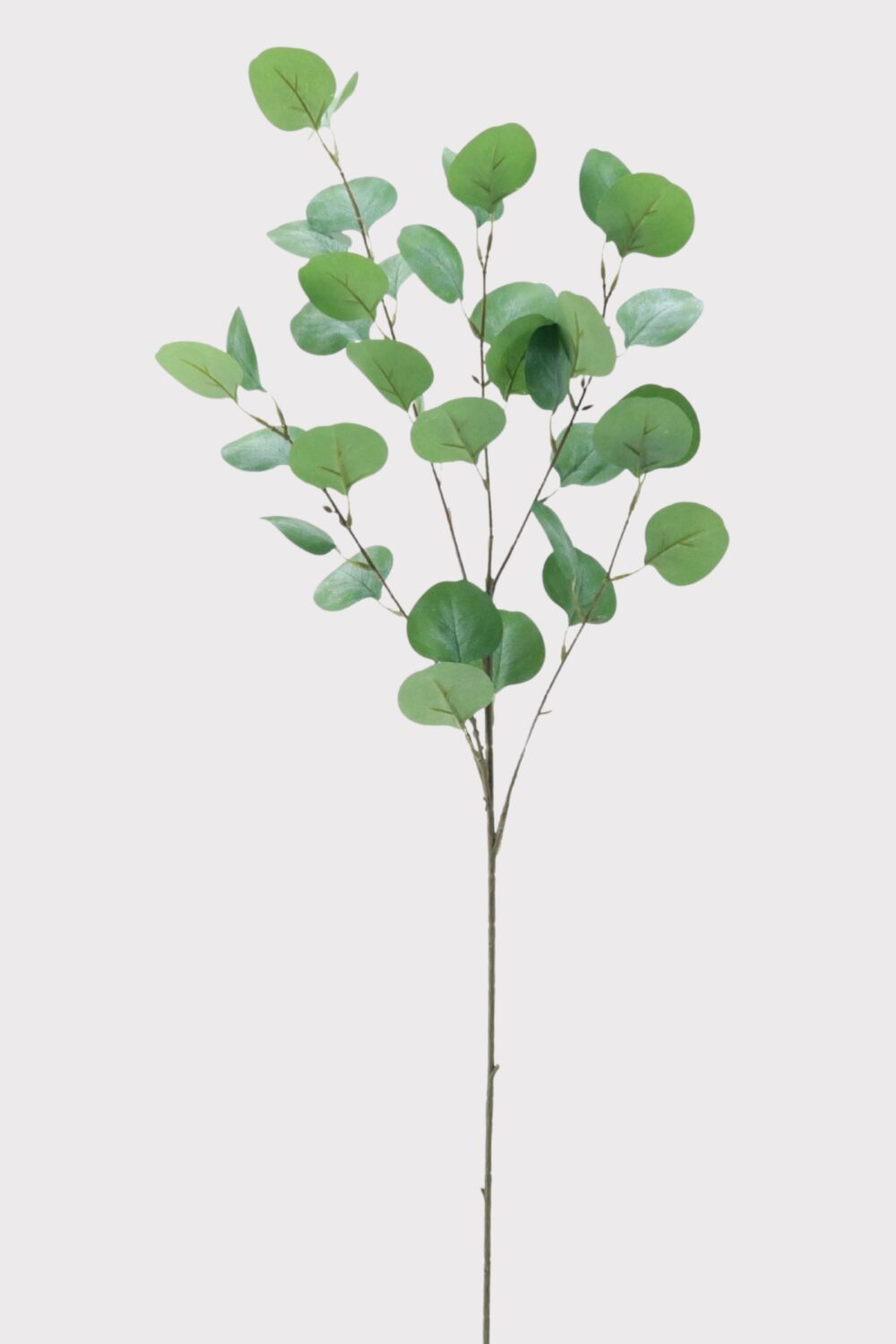 Eukalyptus-Blätter-Stängel