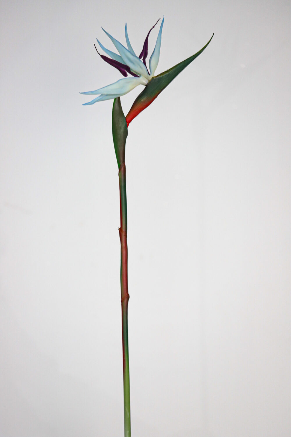 Bird-of-Paradise