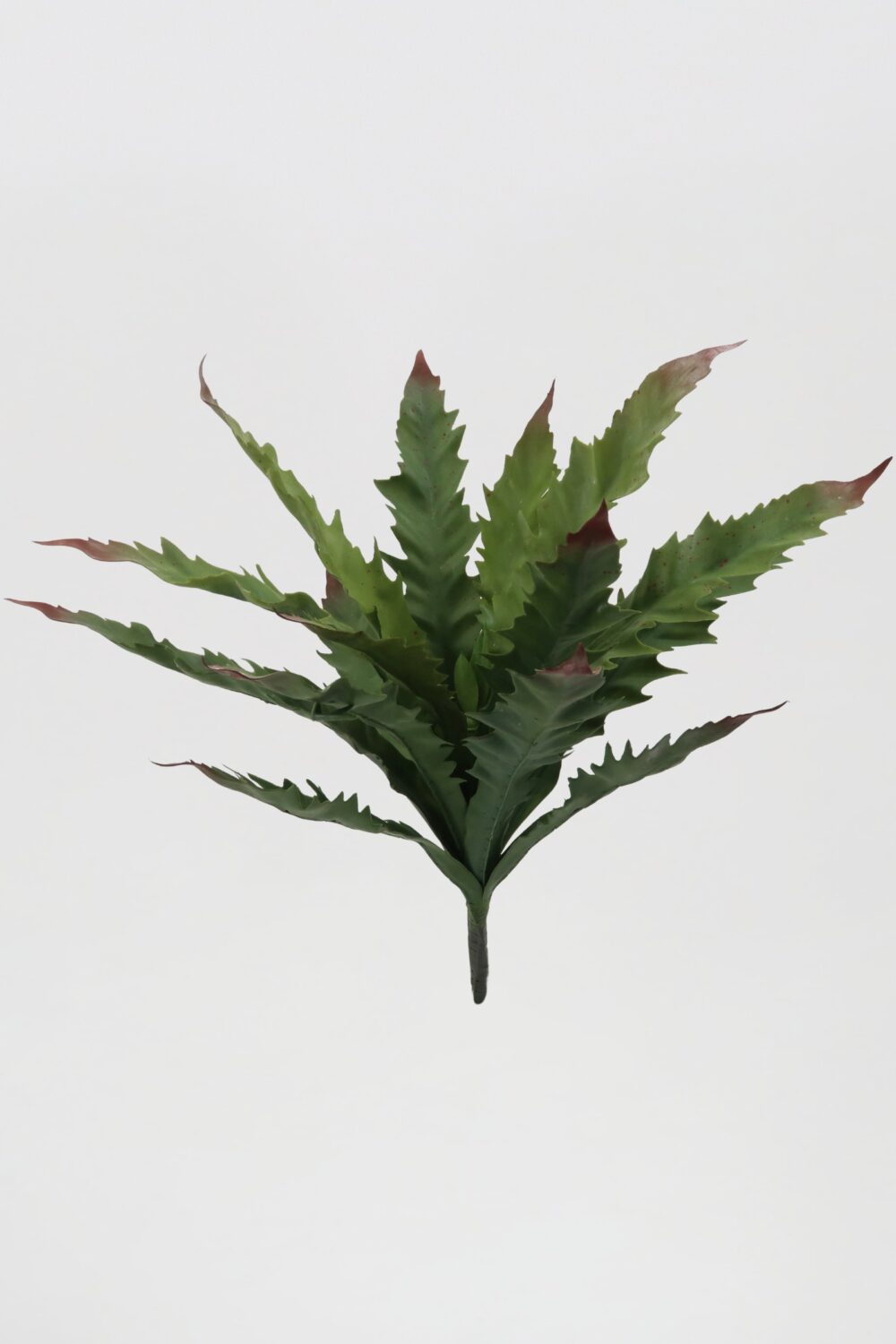 Fern-Plants