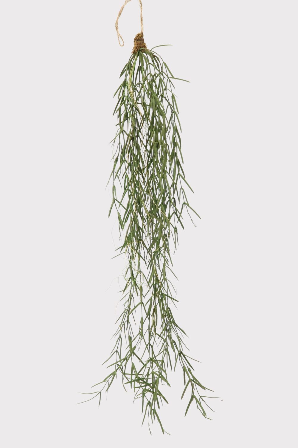 Hanging Plants