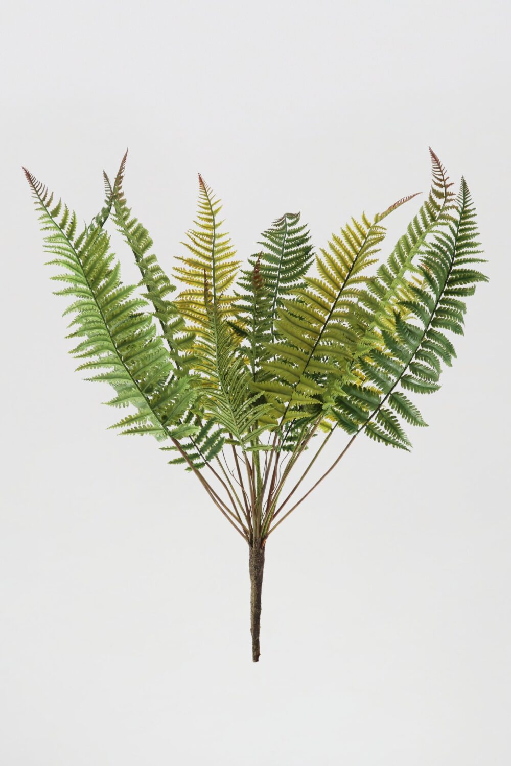 Fern-Plants