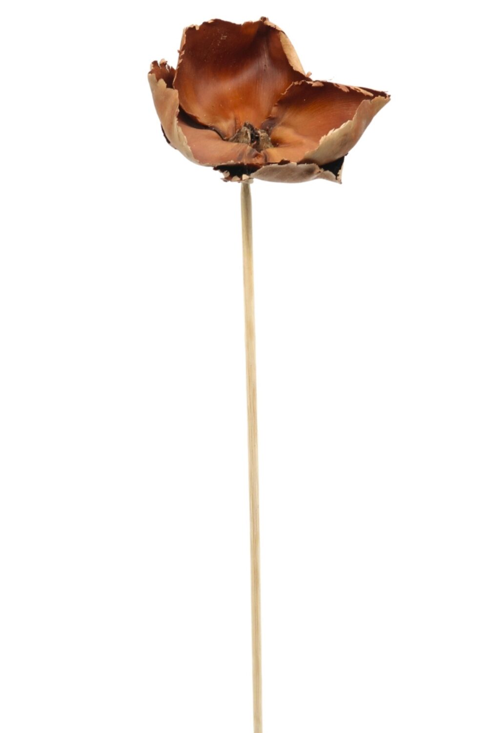 getrocknete Kokosblüten