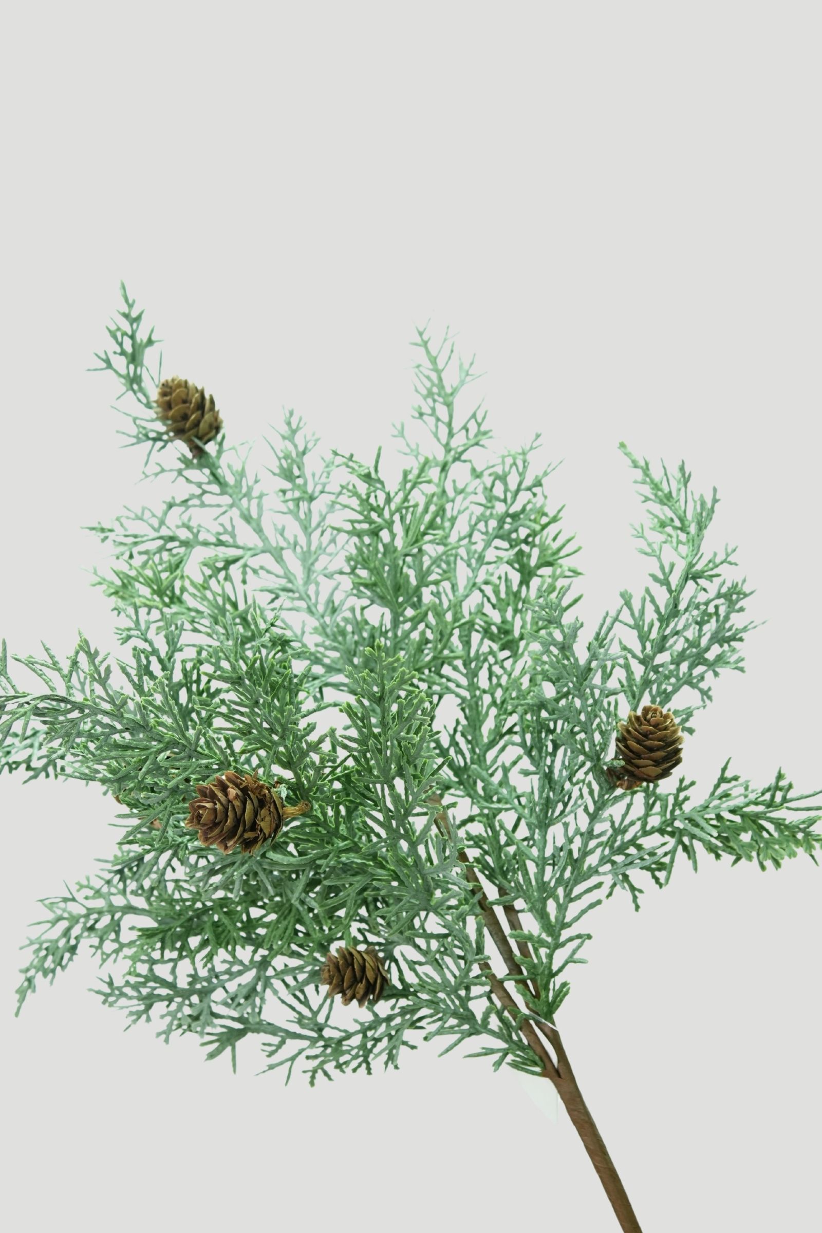 Angled view of a cypress-style spray with fine green foliage and small brown pinecones