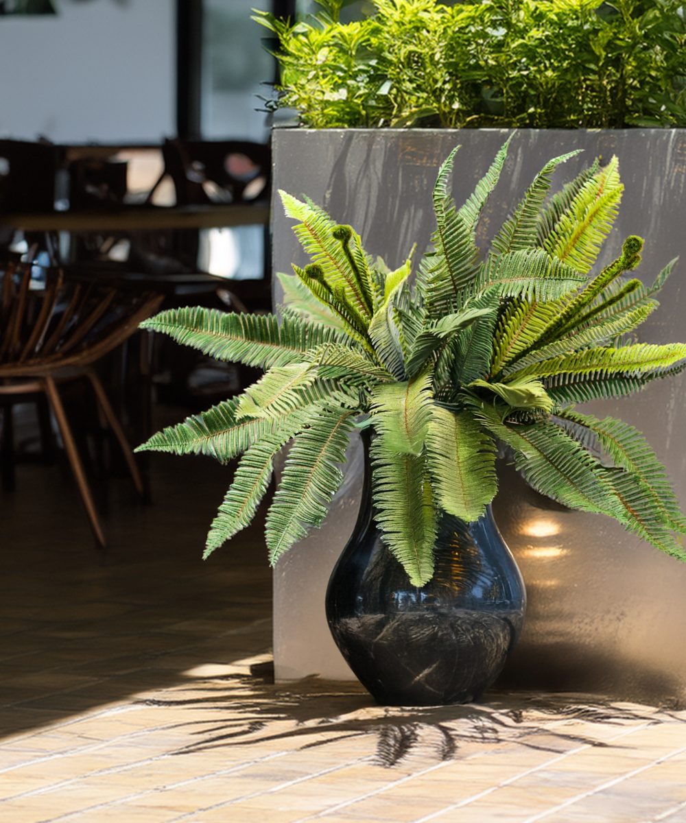 Boston-Fern-Plants