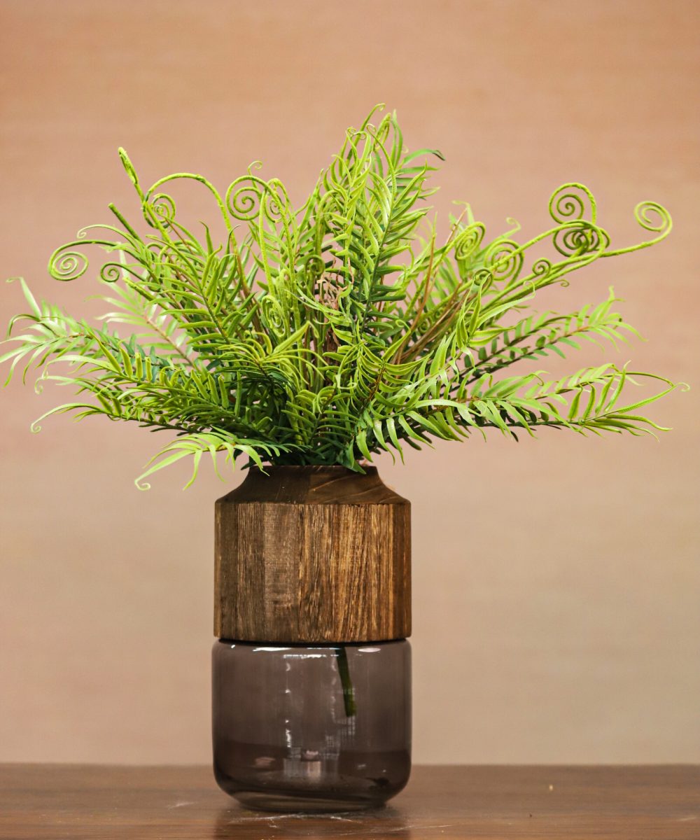 199XA01496-Boston Fern Plants (2)